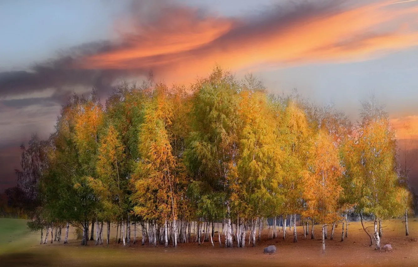 Фото обои поле, осень, закат, природа, берёзы