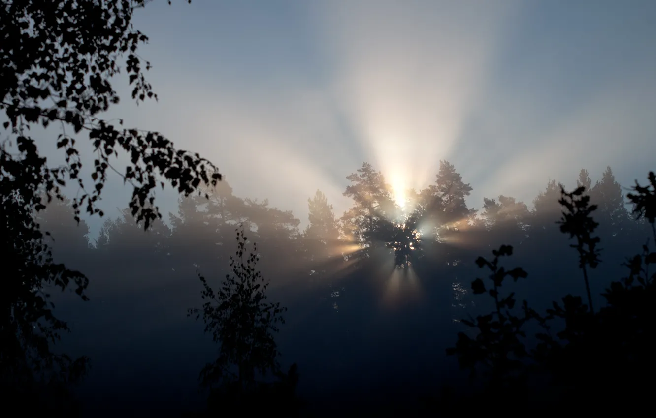 Фото обои лучи, свет, деревья, природа, утро