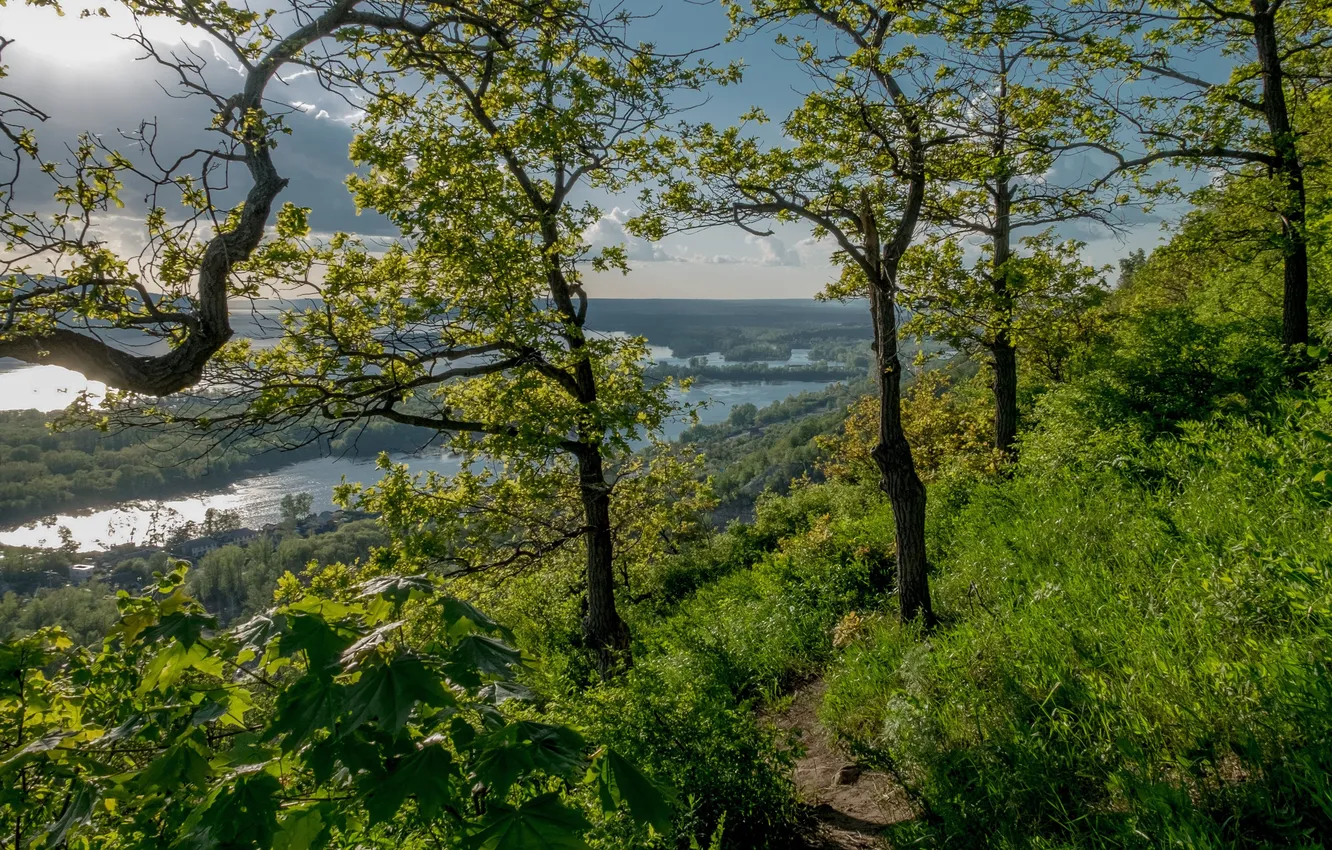 Фото обои зелень, лес, небо, деревья, ветки, природа, река, берег