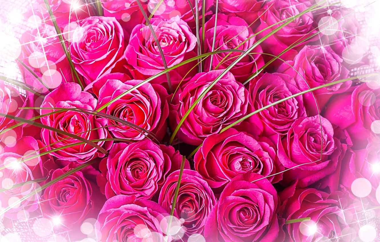 Фото обои цветы, букет, розовый фон, розовые розы