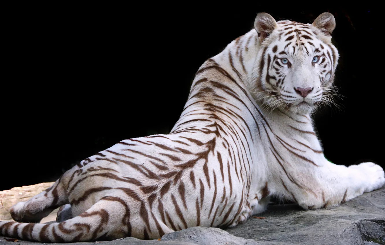 Фото обои белый, природа, тигр, животное, отдых