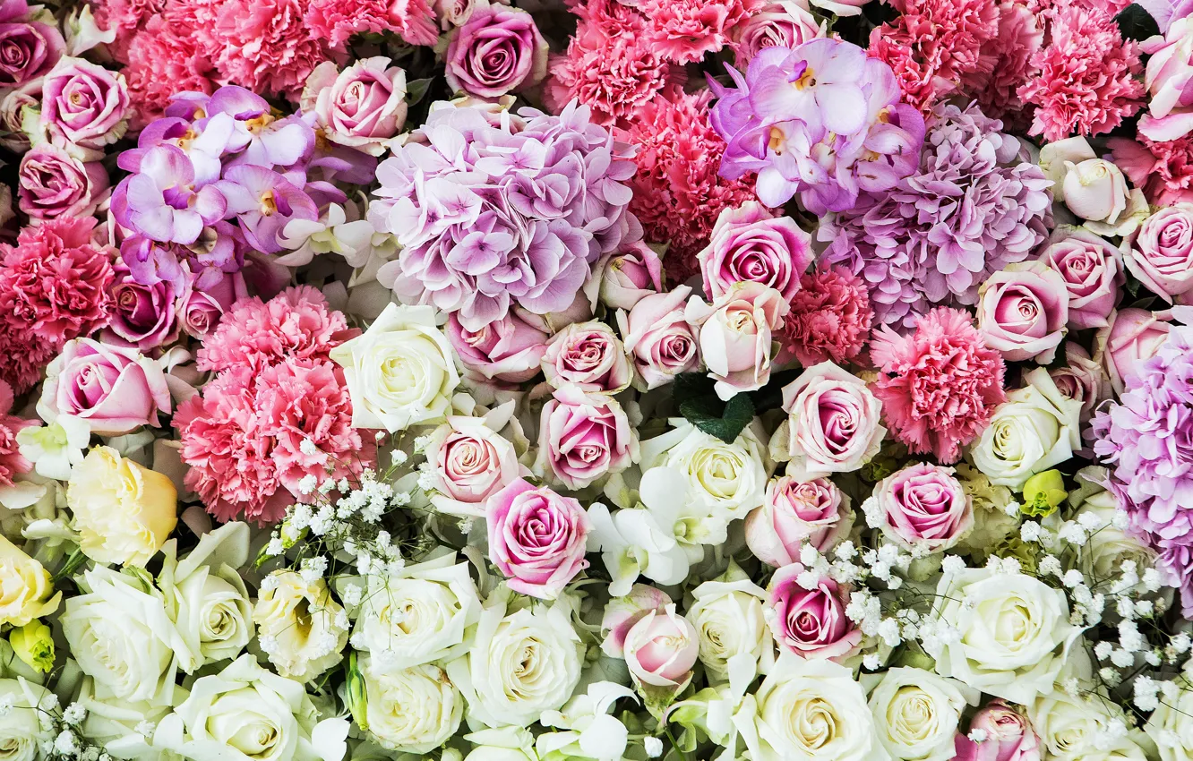 Фото обои цветы, фон, розы, colorful, розовые, white, белые, бутоны