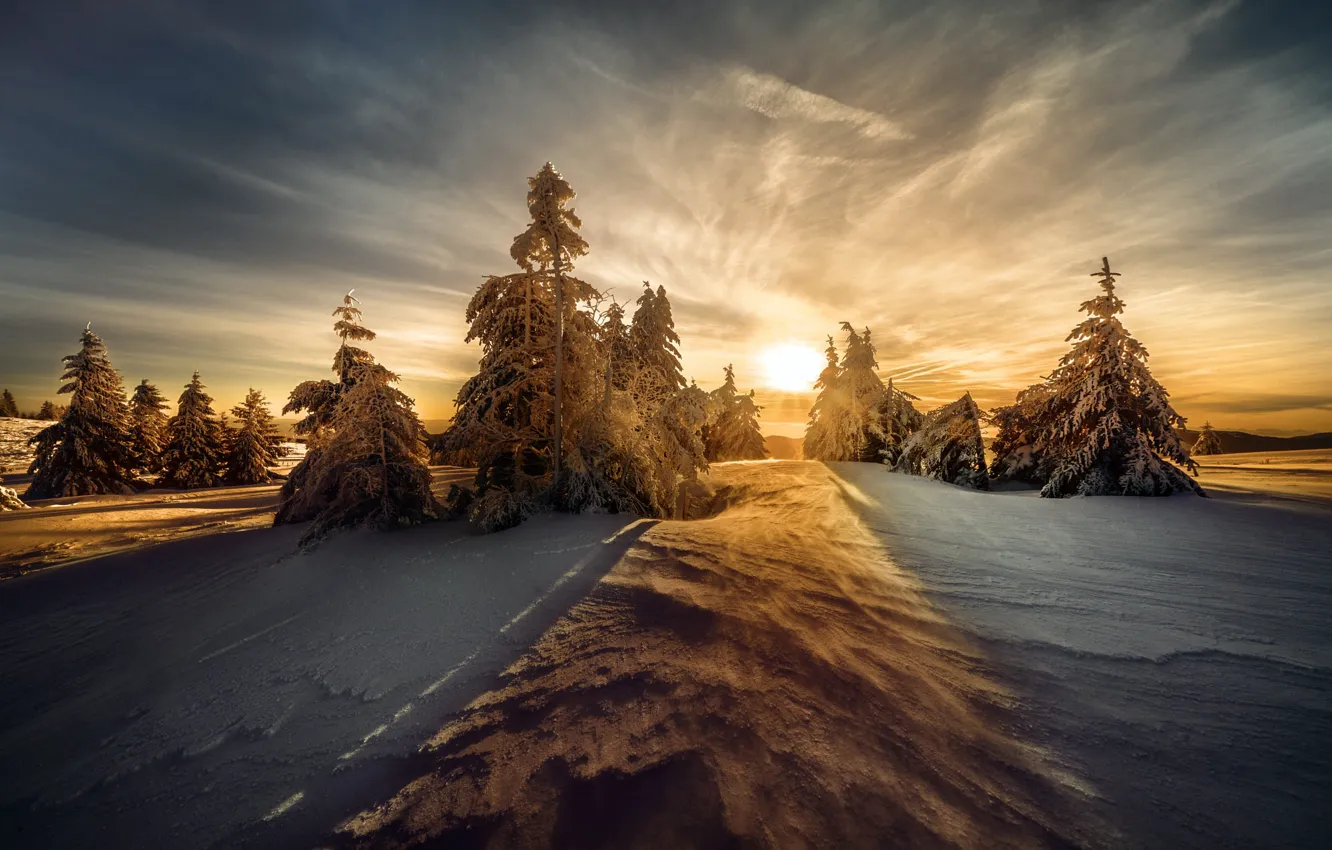 Фото обои зима, лес, небо, солнце, облака, свет, снег, закат