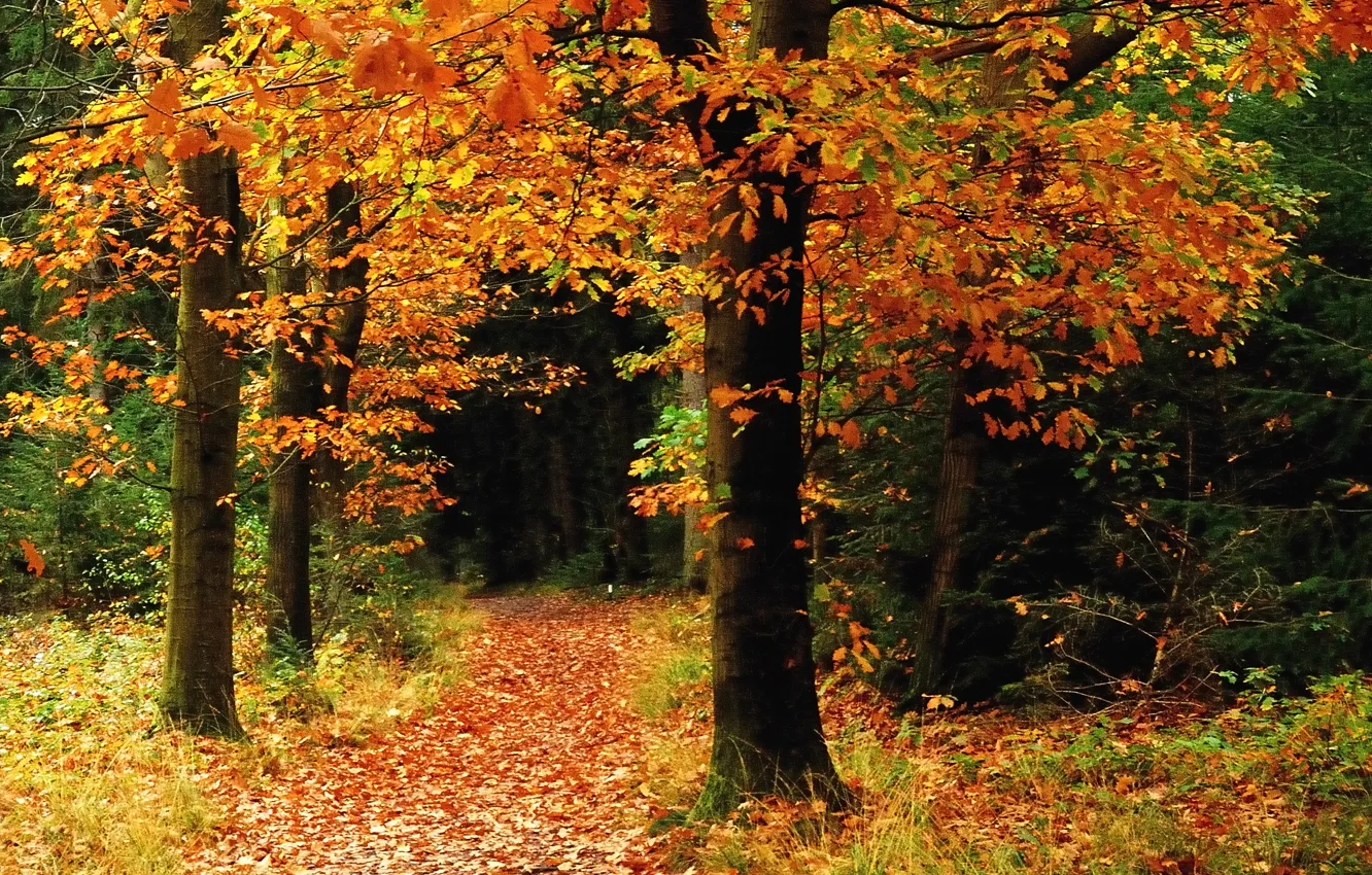 Фото обои осень, лес, деревья, листопад, тропинка, Autumn