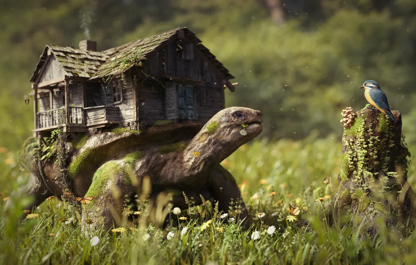 Фото обои лес, трава, цветы, дом, птица, грибы, пень, черепаха