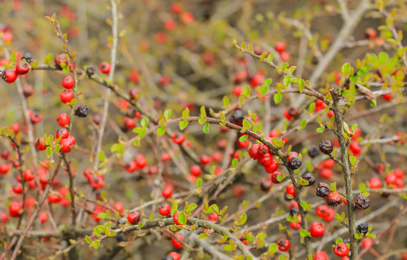 Фото обои red, fruit, leaf, twig