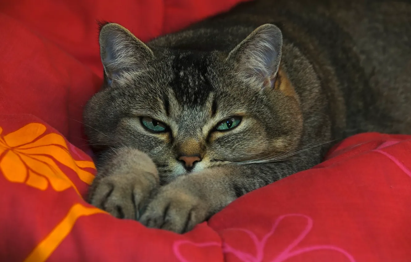 Фото обои кошка, кот, взгляд, морда, красный, поза, серый, фон