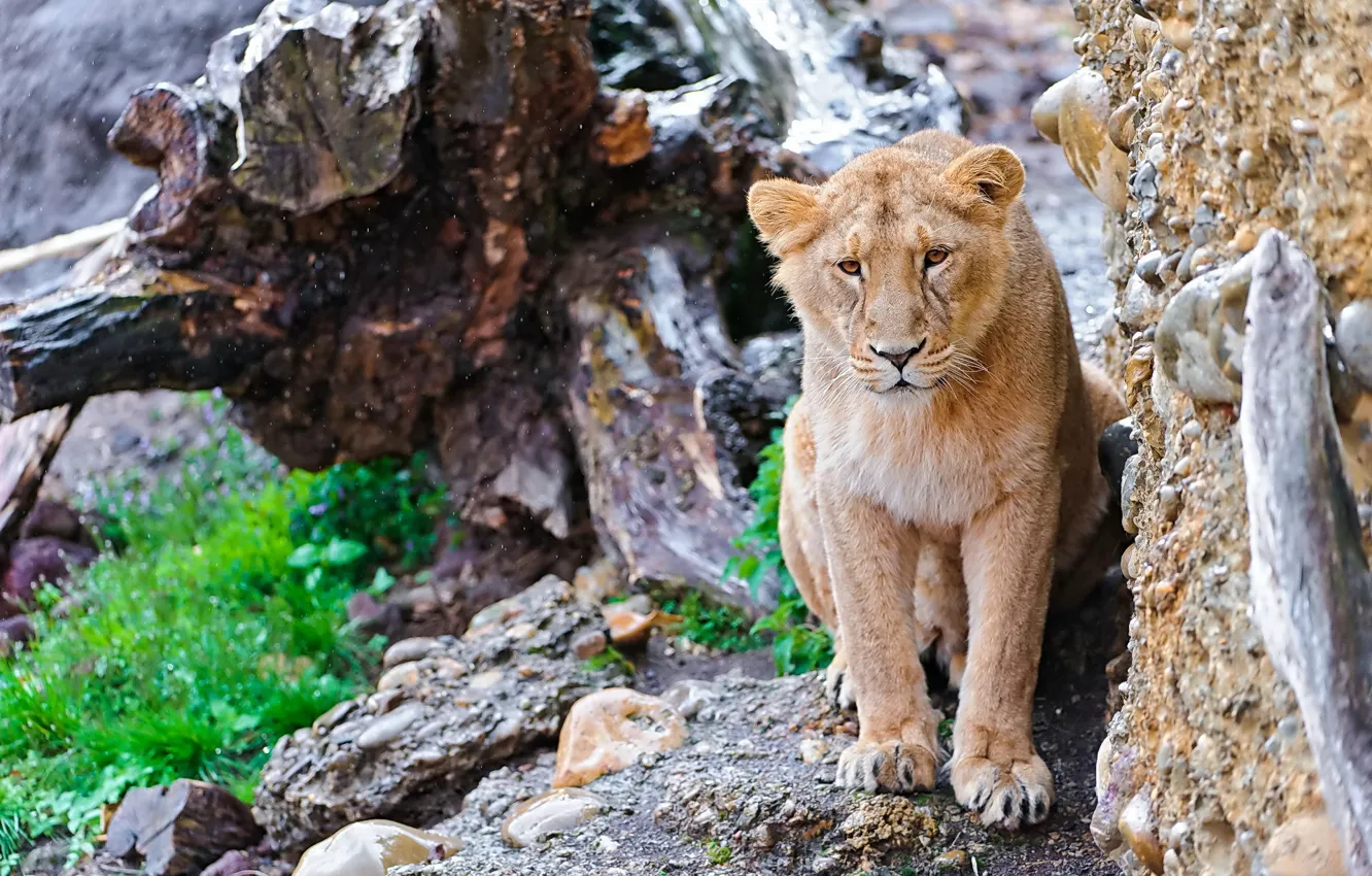 Фото обои усы, взгляд, морда, скала, камни, пень, лев, lion