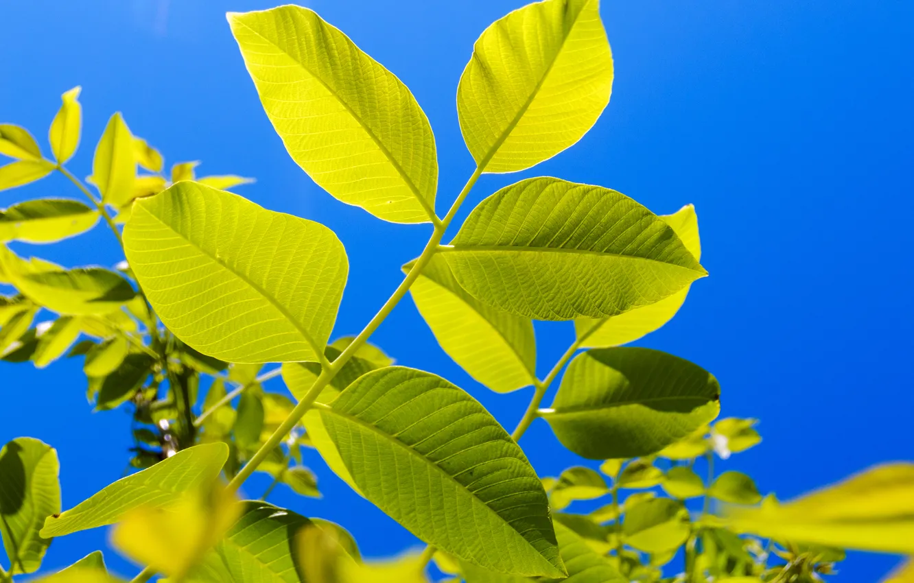 Фото обои ветки, Листья, синее небо, ясный день, fujifilm xq2, ореховое дерево