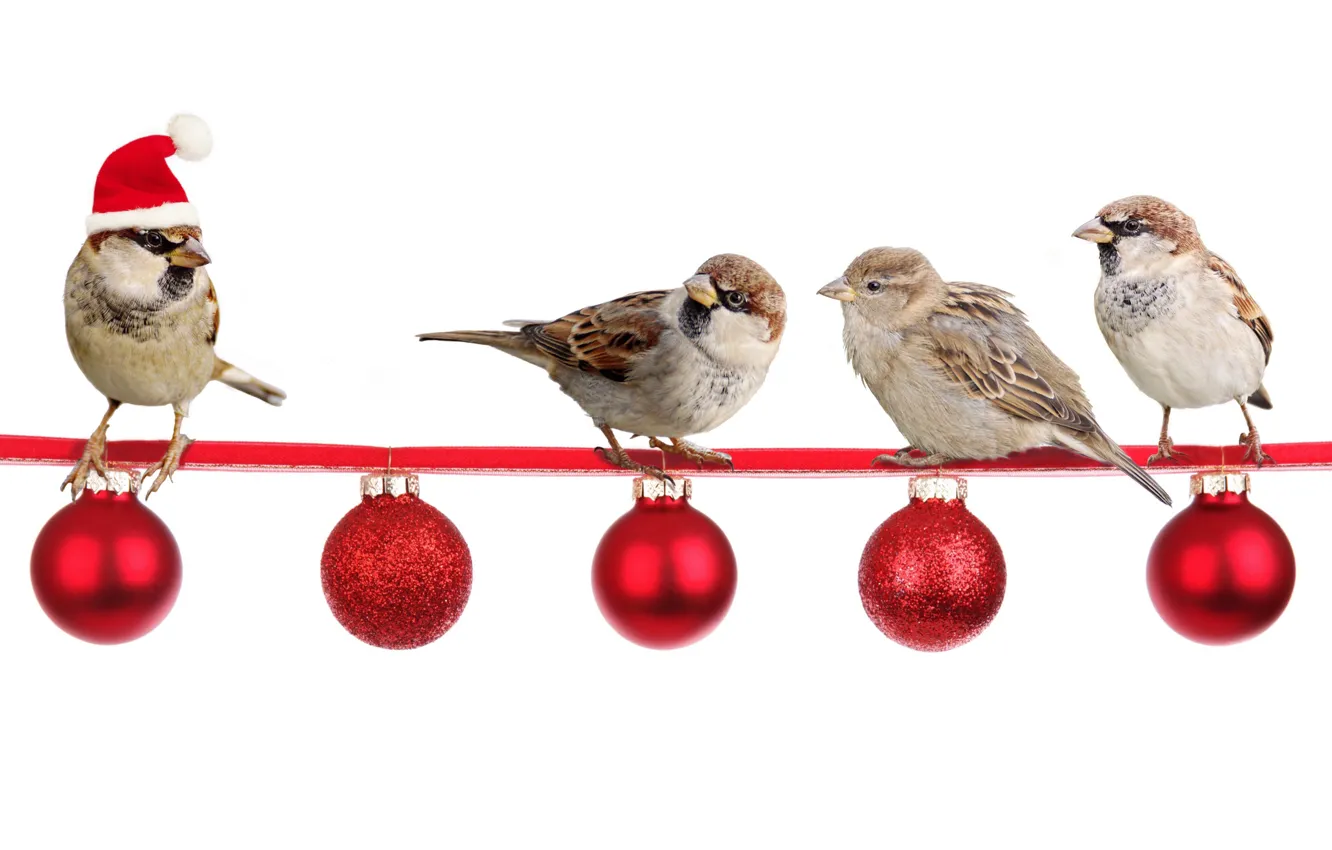Фото обои шарики, птицы, Новый Год, воробей, Рождество, колпак