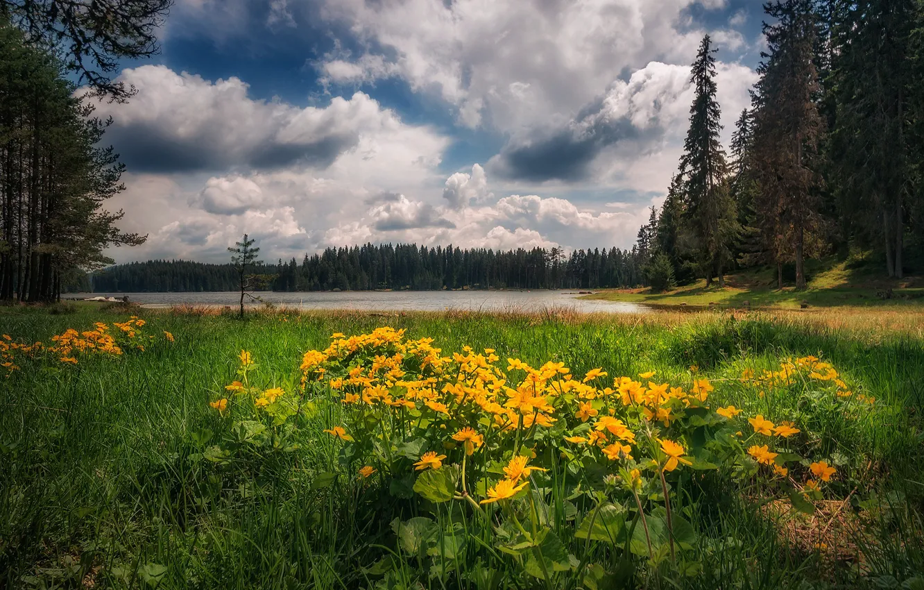 Фото обои цветы, озеро, луг