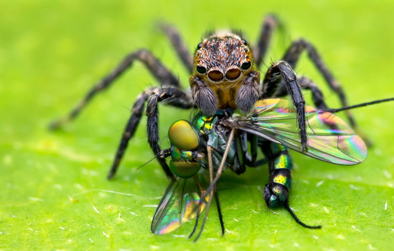 Фото обои макро, фон, еда, паук, хищник, насекомое, зеленый фон, ням-ням
