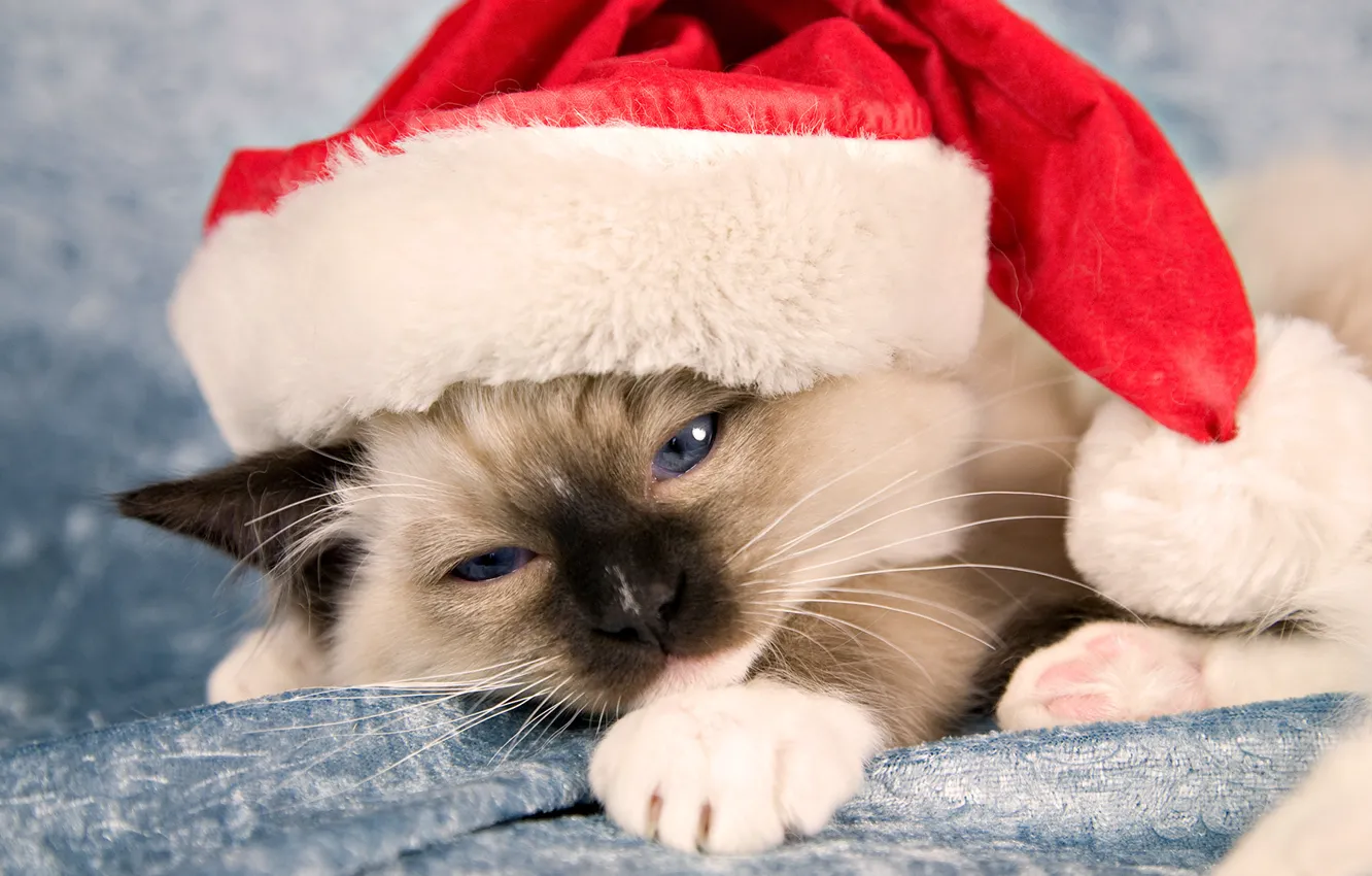 Фото обои кошка, кот, праздник, новый год, котёнок, Санта Клаус, шапочка, New Year