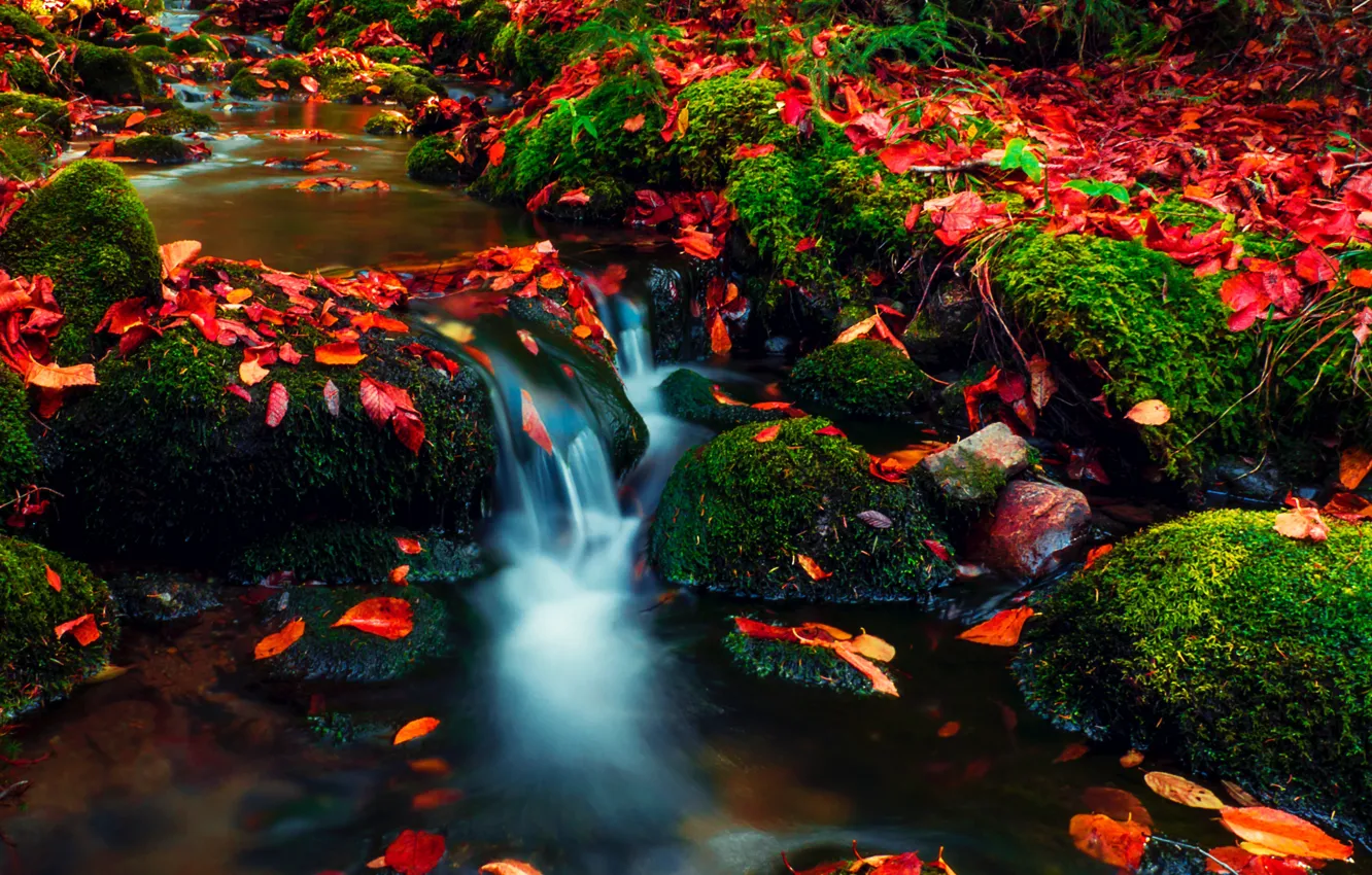 Фото обои осень, природа, ручей, камни, листва, мох