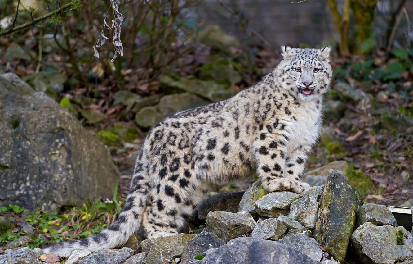 Фото обои язык, кошка, камни, котенок, ирбис, снежный барс, ©Tambako The Jaguar