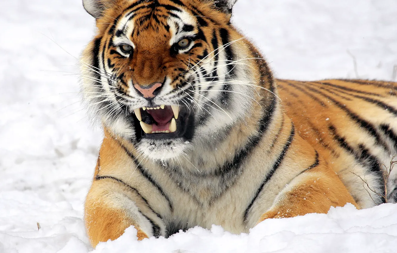 Фото обои взгляд, морда, снег, тигр, оскал, лежит, угроза