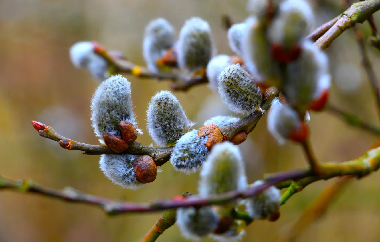 Фото обои tree, base, spring, willow, twig