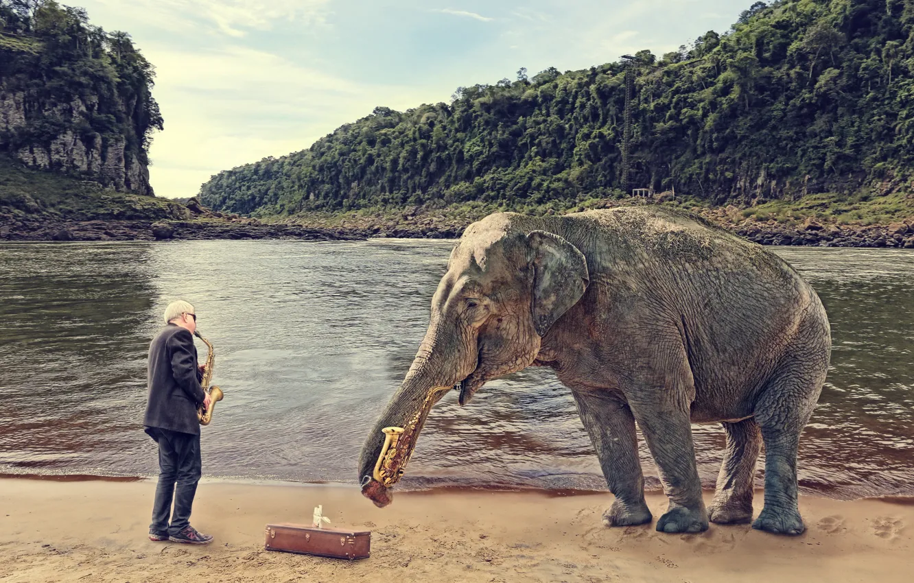Фото обои человек, слон, саксофон