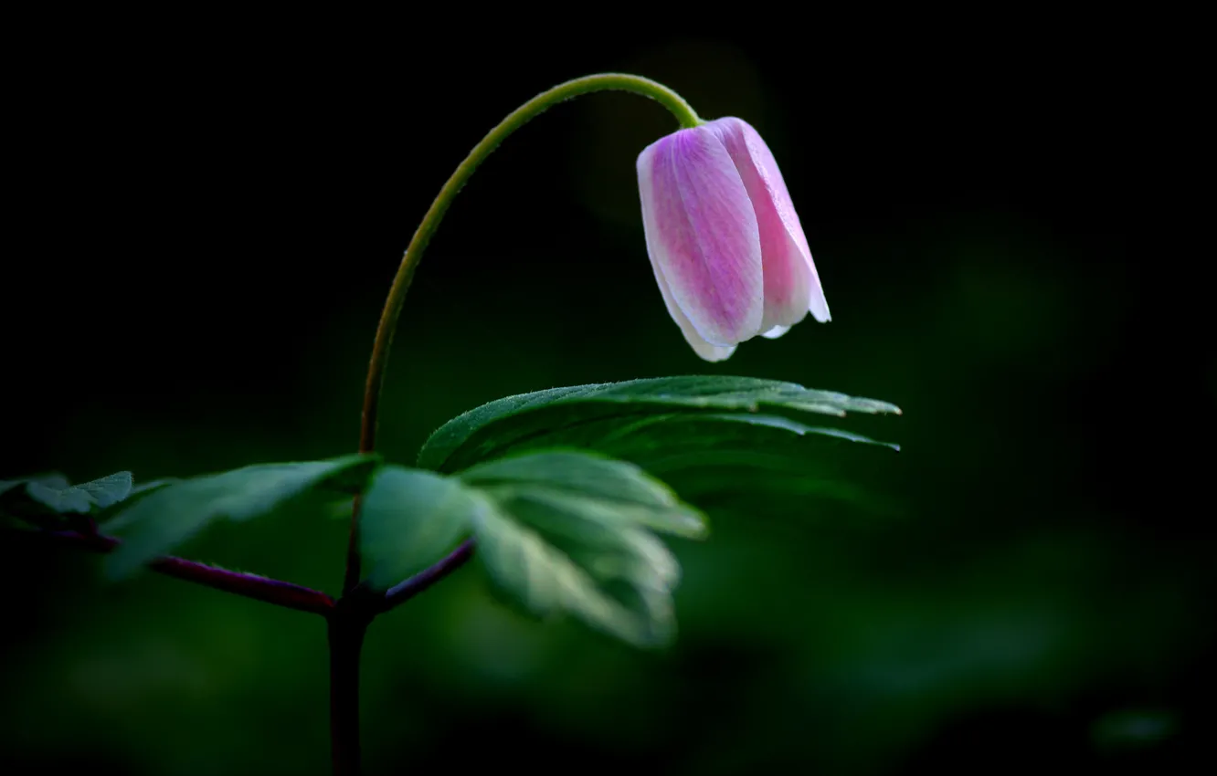 Фото обои цветок, листья, фон, розовый