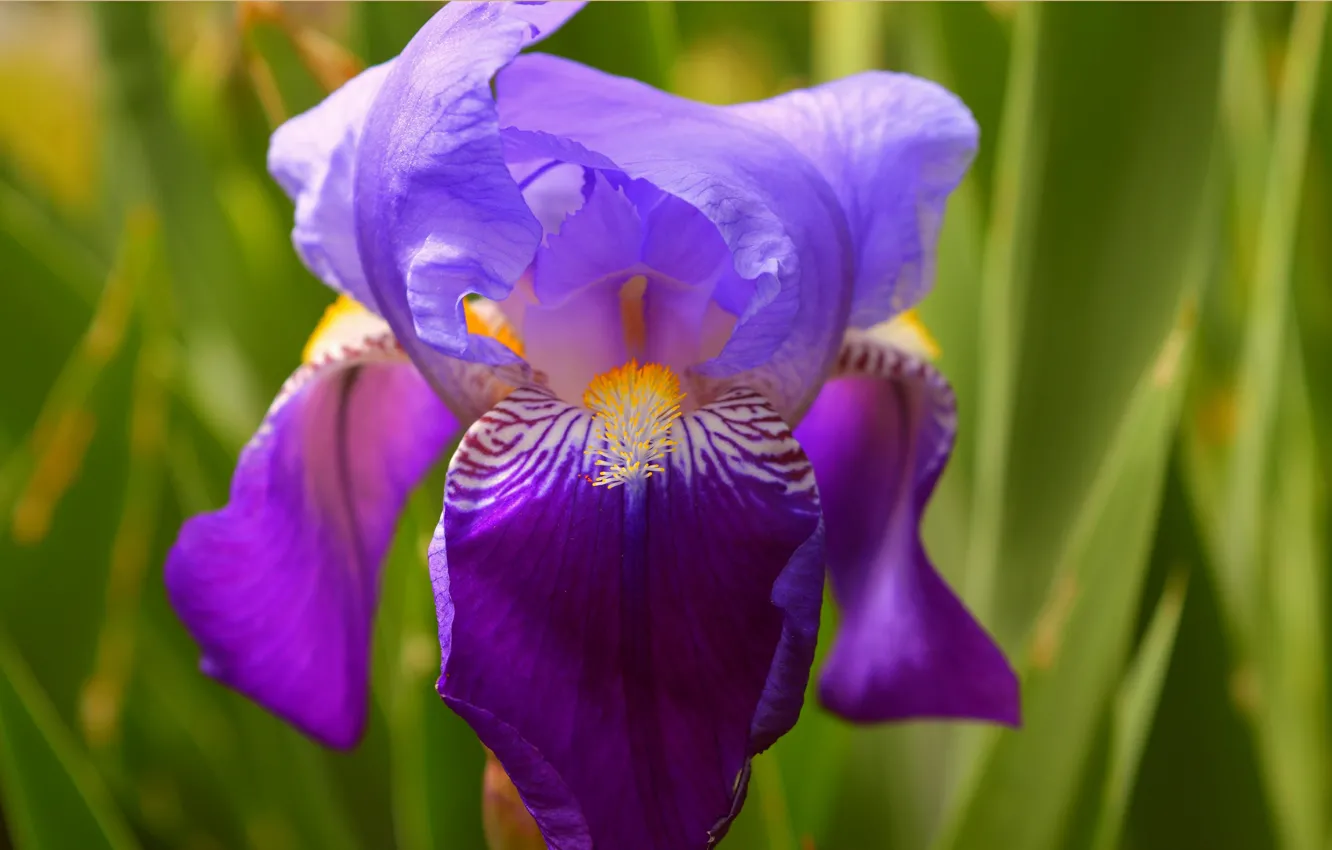 Фото обои Макро, Macro, Ирис, Фиолетовый цветок, Purple flower, Iris