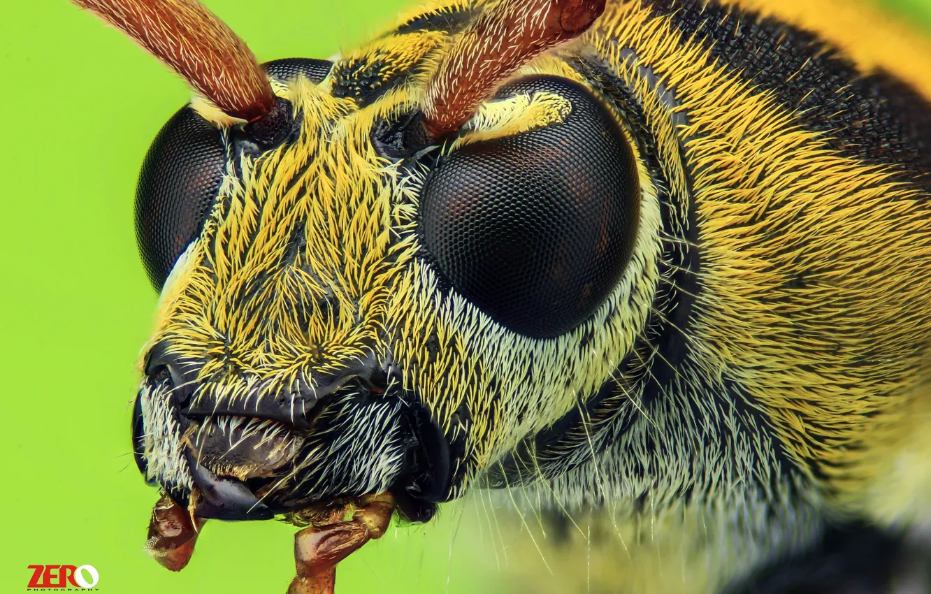 Фото обои макро, пчела, фон, портрет, насекомое