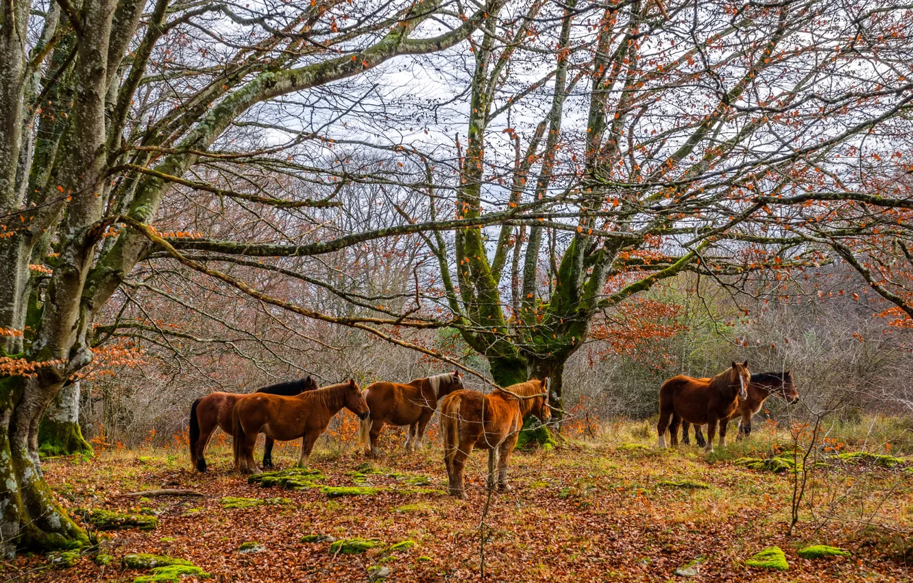 Фото обои осень, лес, листья, деревья, мох, лошади
