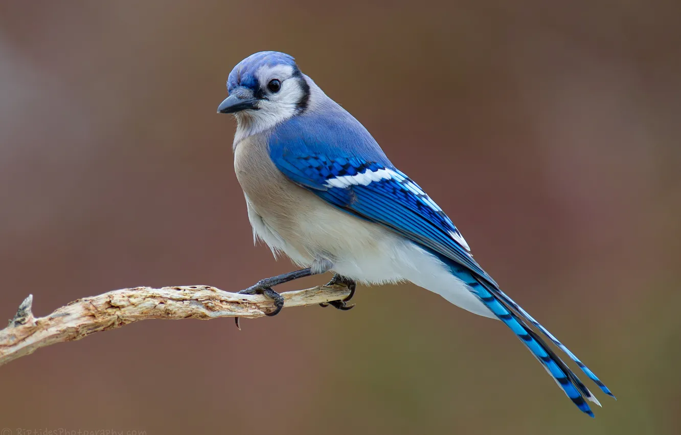 Фото обои птица, ветка, живая природа, синий крыло