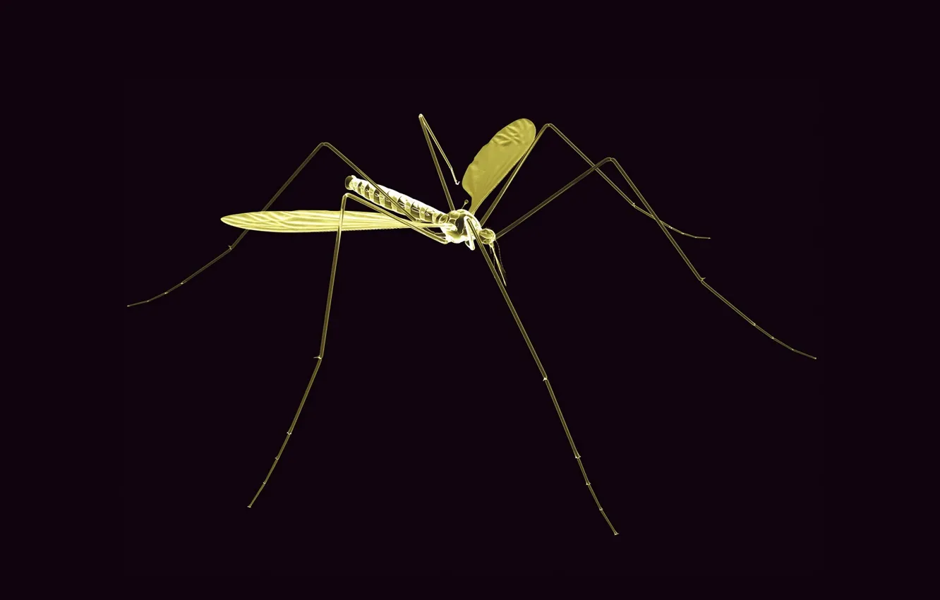 Фото обои рендеринг, комар
