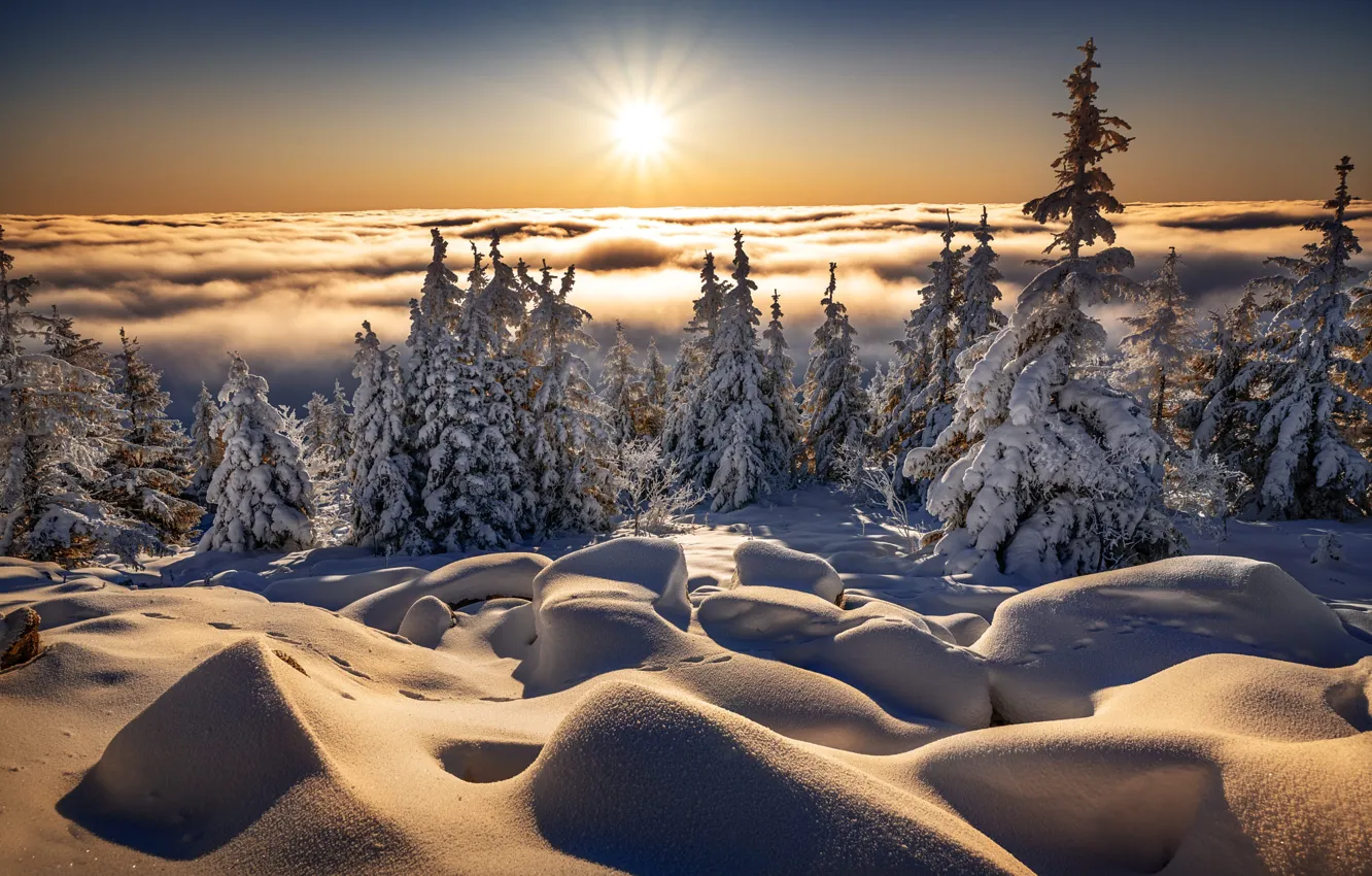 Фото обои зима, солнце, облака, лучи, снег, деревья, пейзаж, природа