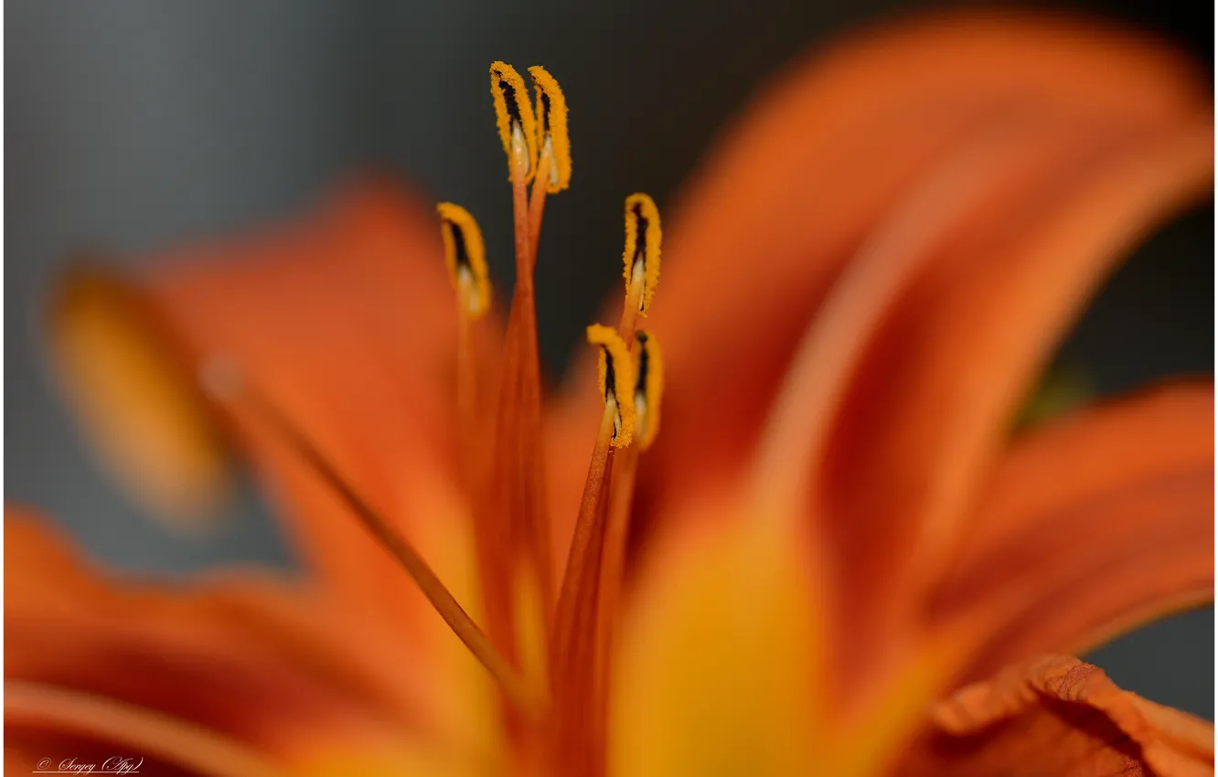 Фото обои макро, цветы, природа, тычинки