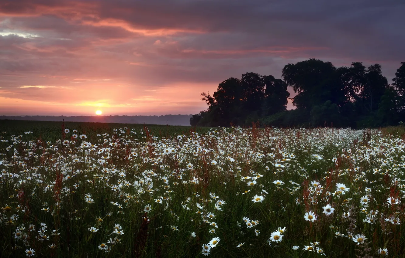 Фото обои поле, пейзаж, закат, природа, ромашки