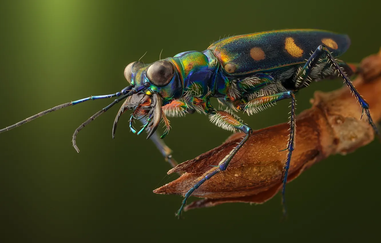 Фото обои жук, насекомое, cosmodela aurulenta