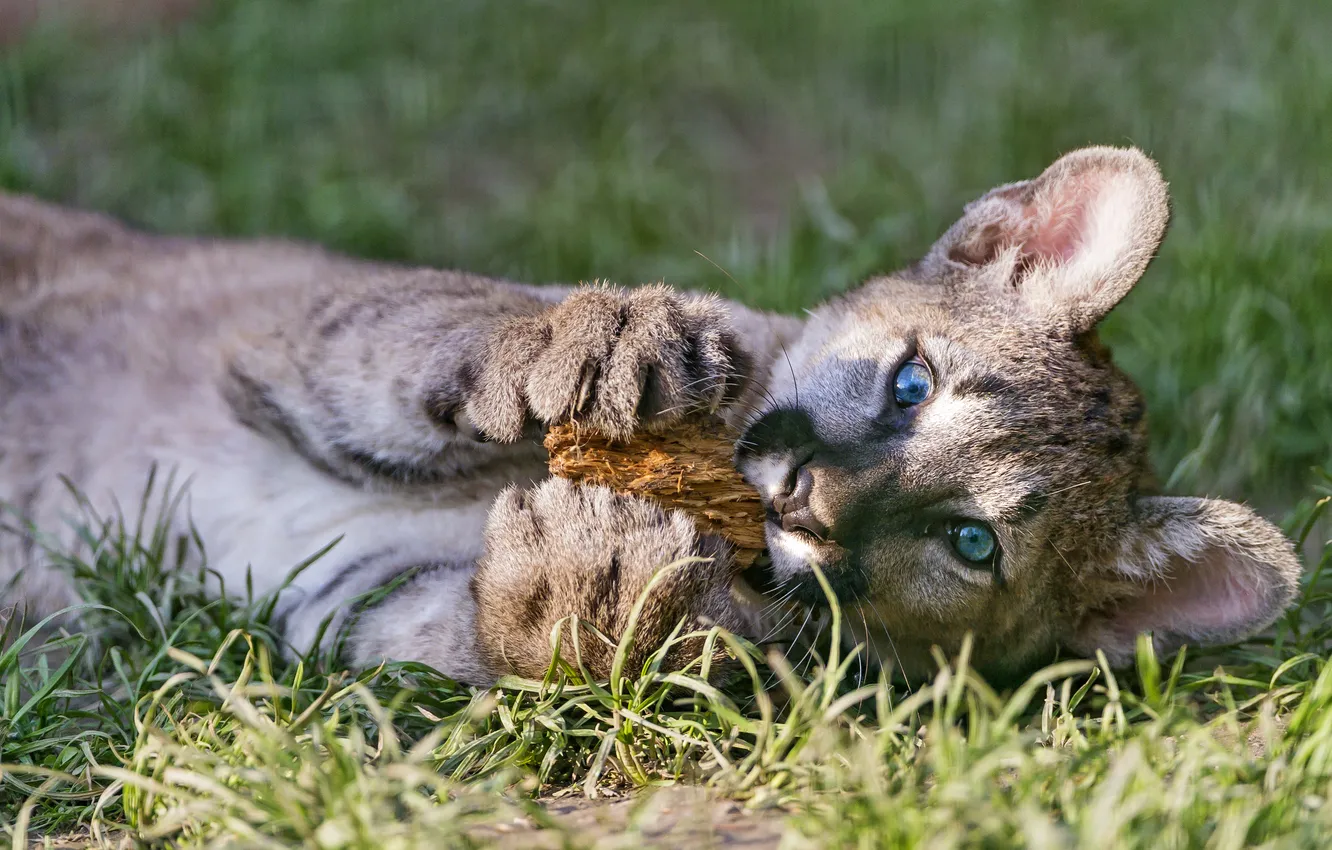 Фото обои трава, игра, детёныш, котёнок, пума, горный лев, кугуар, ©Tambako The Jaguar
