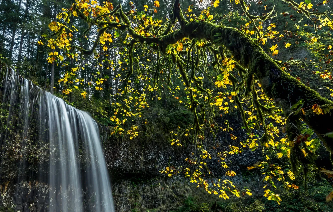 Фото обои лес, листья, деревья, ветки, водопад, мох, США, Silver Falls State Park