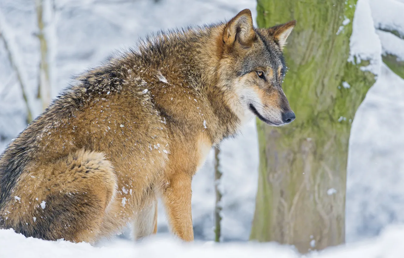 Фото обои зима, снег, волк, хищник