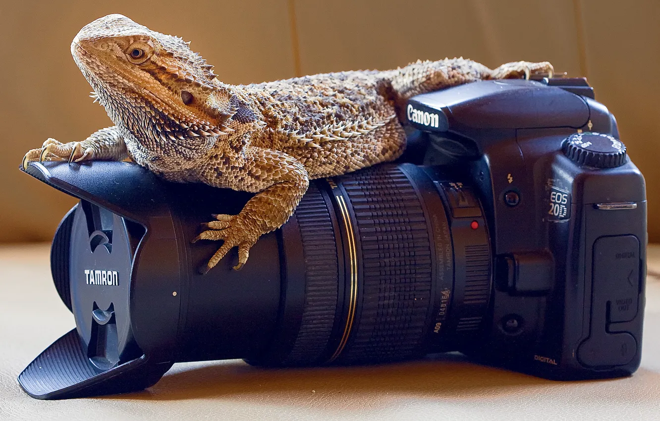Фото обои camera, professional, reptile