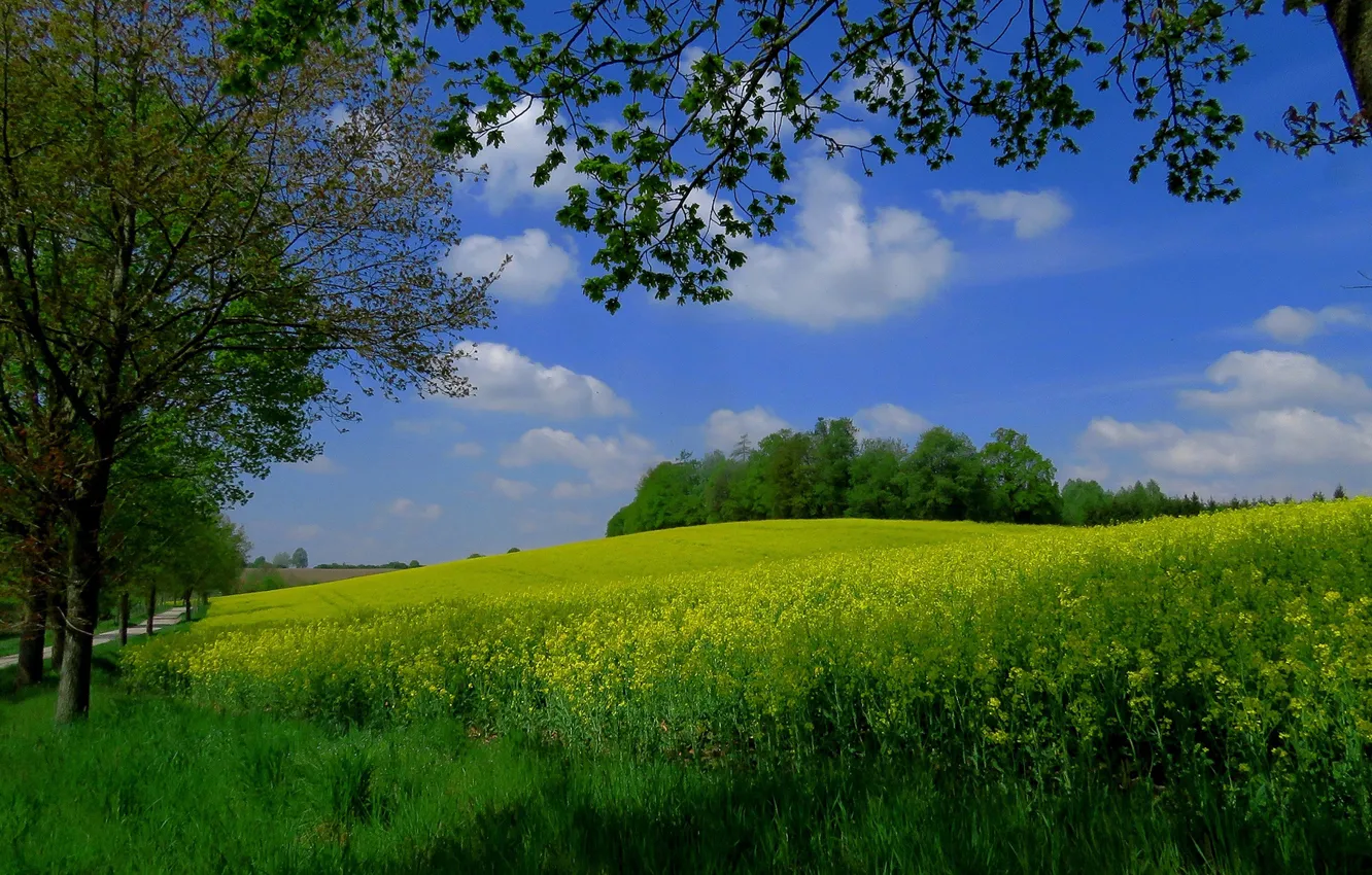 Фото обои поле, небо, деревья, Германия, рапс