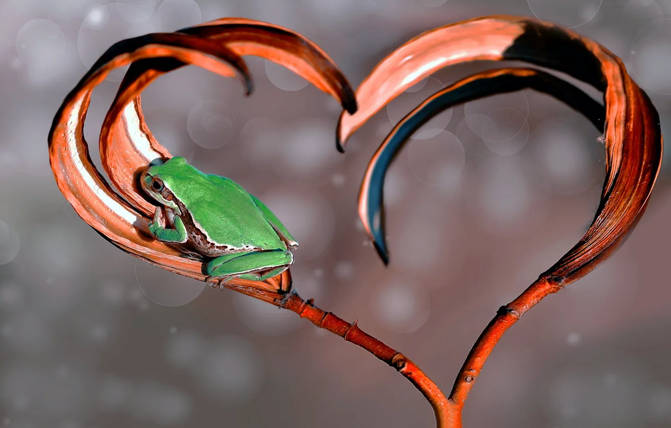 Фото обои макро, сердце, лягушка, ветка, боке, Mustafa Öztürk