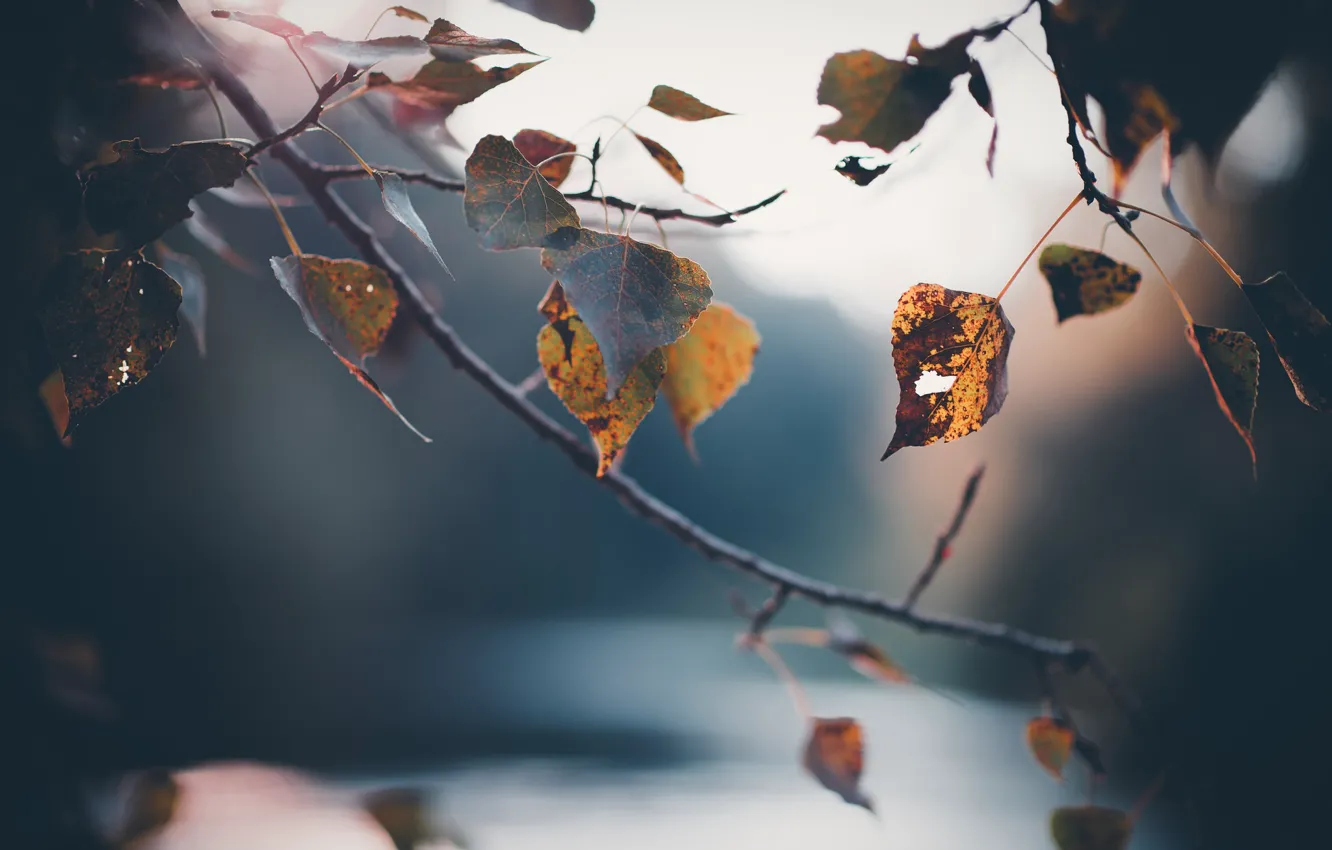 Фото обои осень, макро, природа, листва, ветка