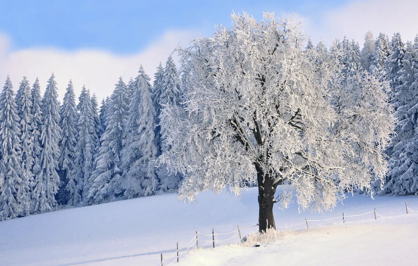 Фото обои зима, иней, лес, небо, облака, снег, пейзаж, ветки