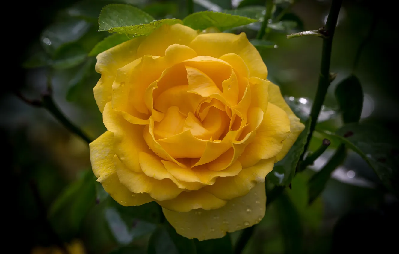 Фото обои макро, роза, желтая