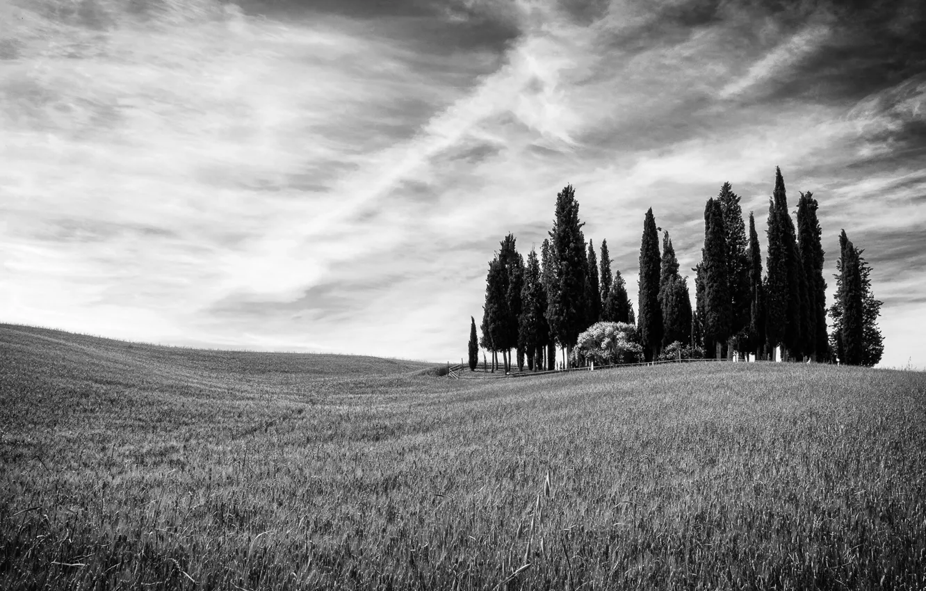 Фото обои поле, деревья, холмы, Италия, кипарисы, Тоскана, Сан-Квирико