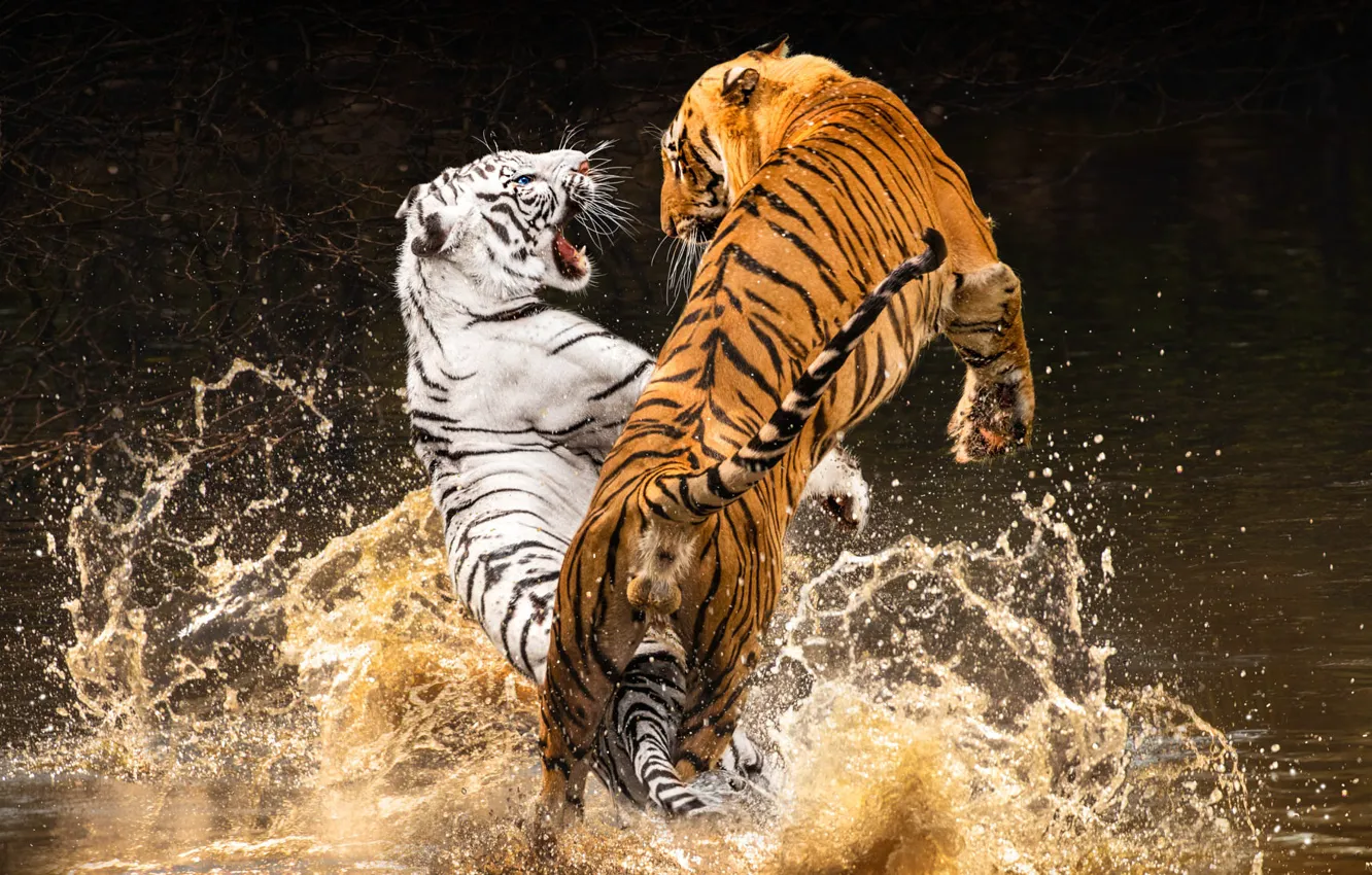 Фото обои белый, вода, брызги, ветки, тигр, прыжок, лапы, купание