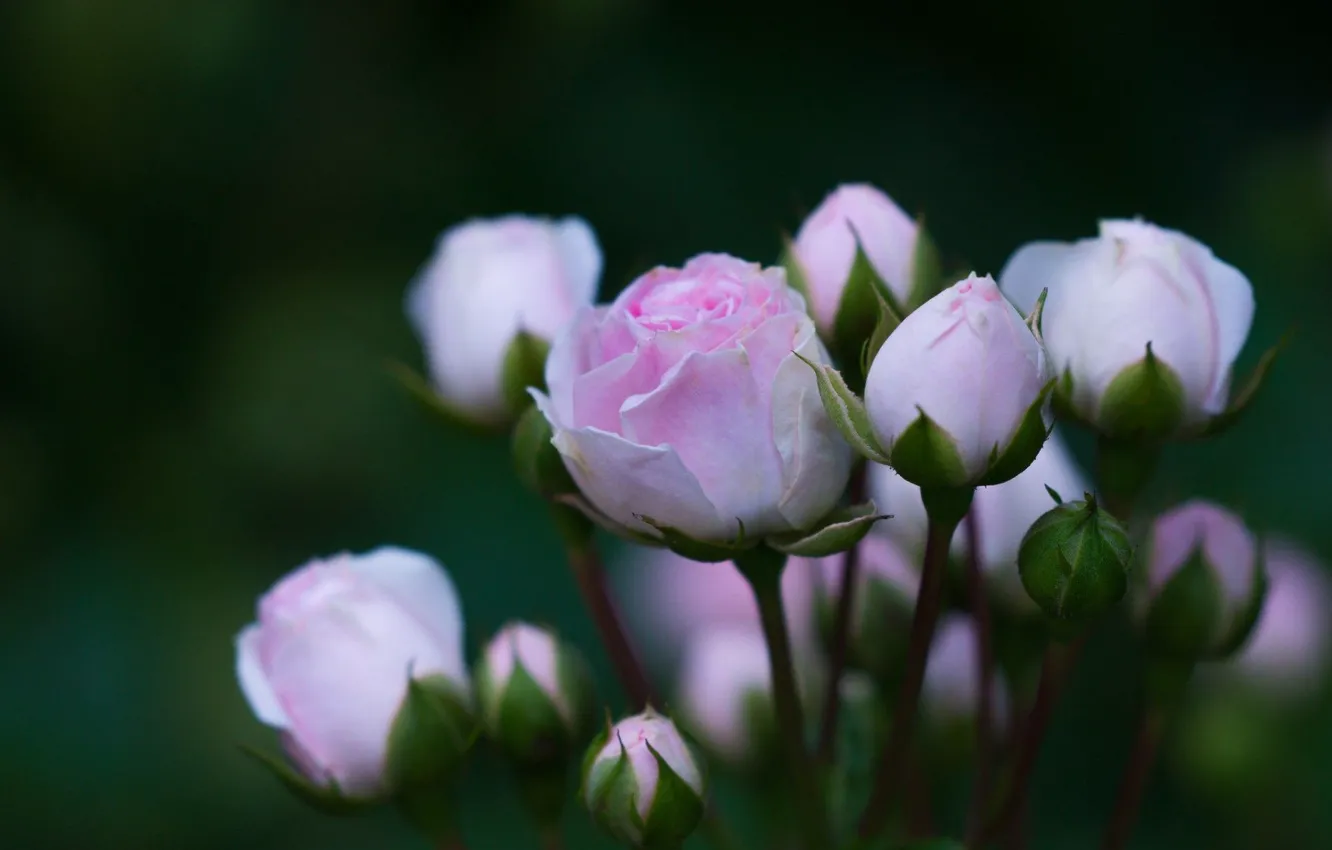 Фото обои цветы, куст, розы, лепестки, розовые, бутоны, flower, beautiful