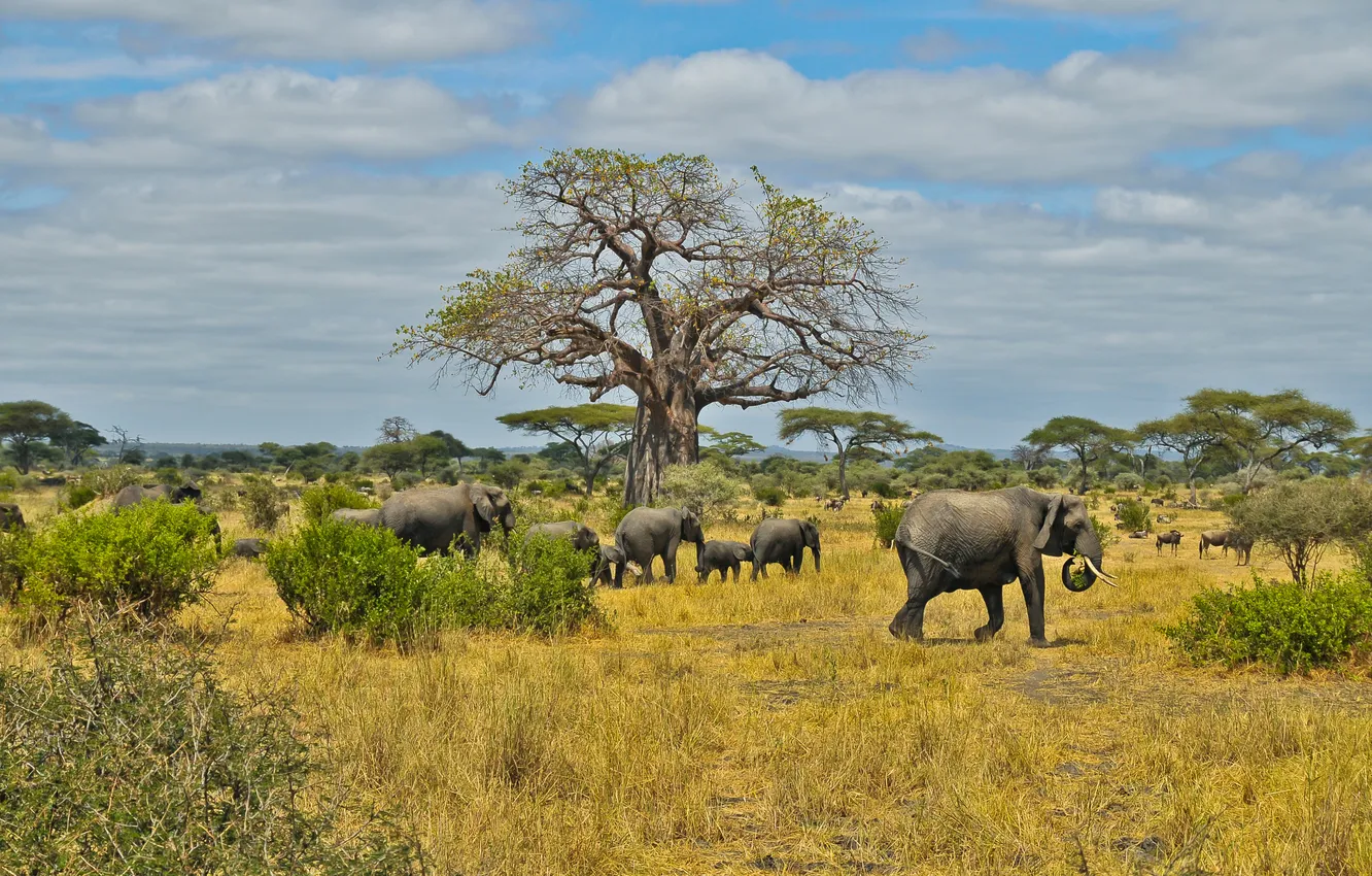 Фото обои обитатели, саванна, африка, слоны, стадо