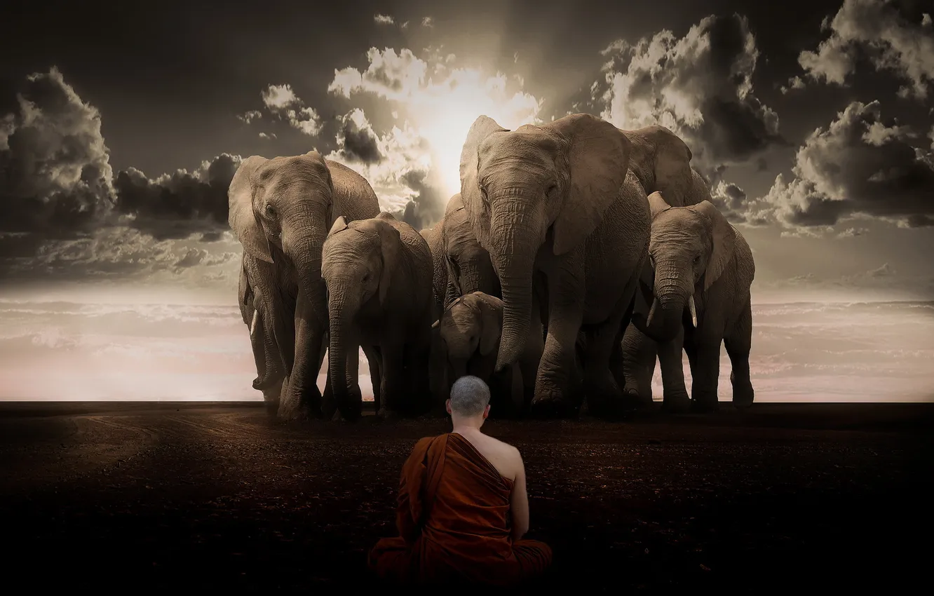 Фото обои cielo, budista, elefantes