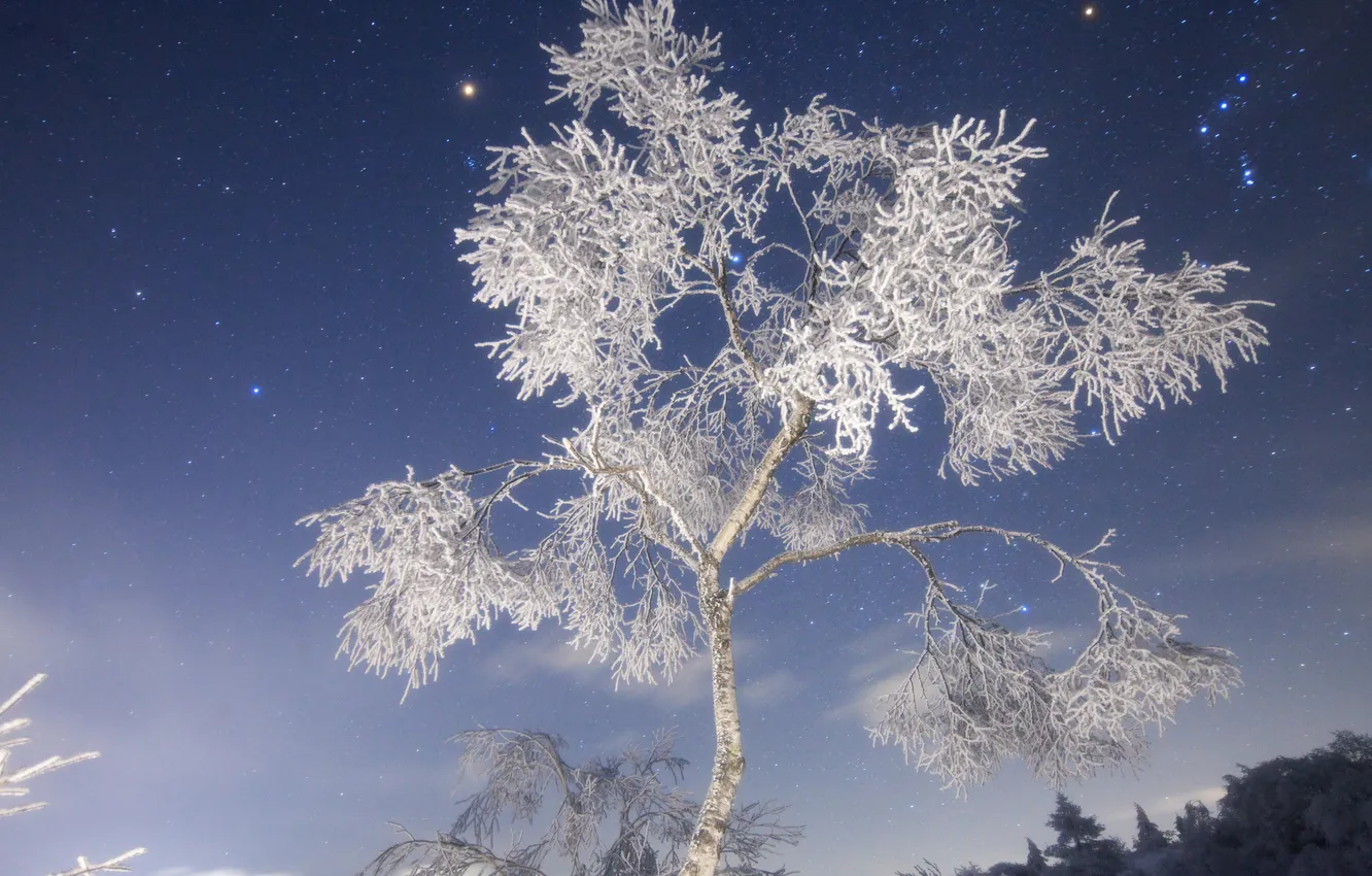 Фото обои зима, иней, ночь, природа, снежное дерево