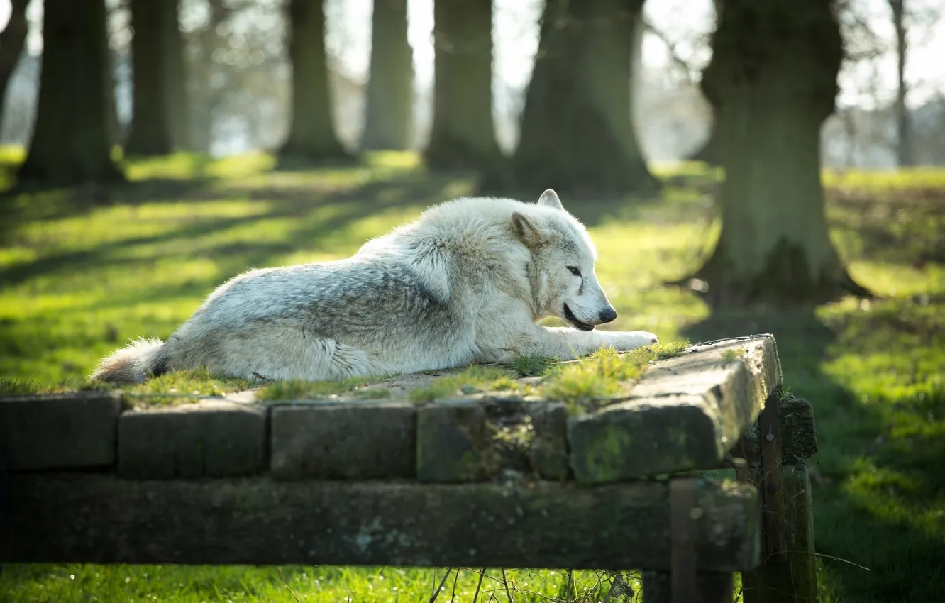 Фото обои отдых, волк, хищник, лежит