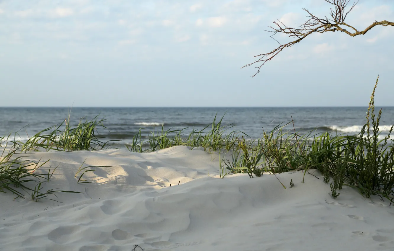 Фото обои grass, beach, seascape, sand, seaside, branch