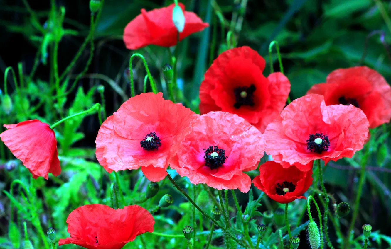 Фото обои red, flower, poppy